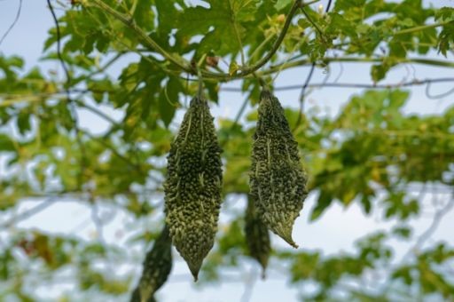 四平山苦瓜茶厂家